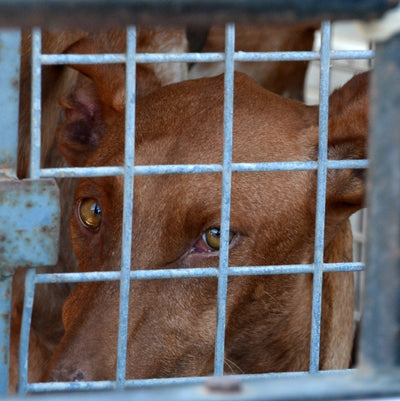 Warum Pfotenglück dein Tierheim vor Ort unterstützt