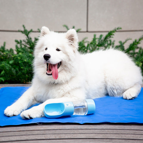 Paw luck | Dog drinking bottle including food container 