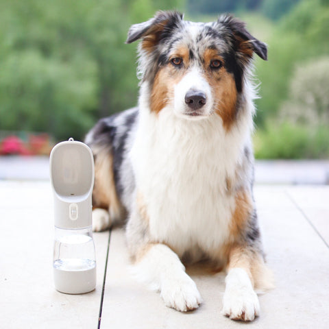 Paw luck | Dog drinking bottle including food container 